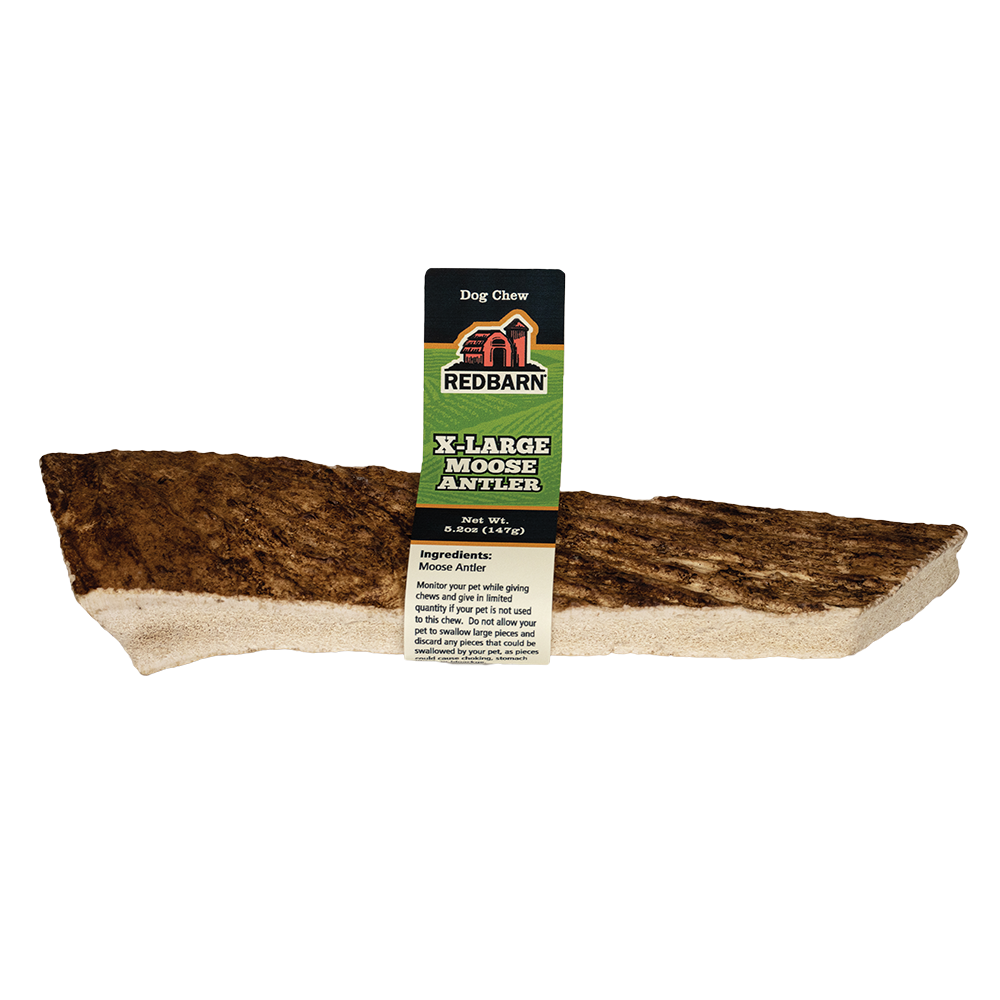 Moose Antler