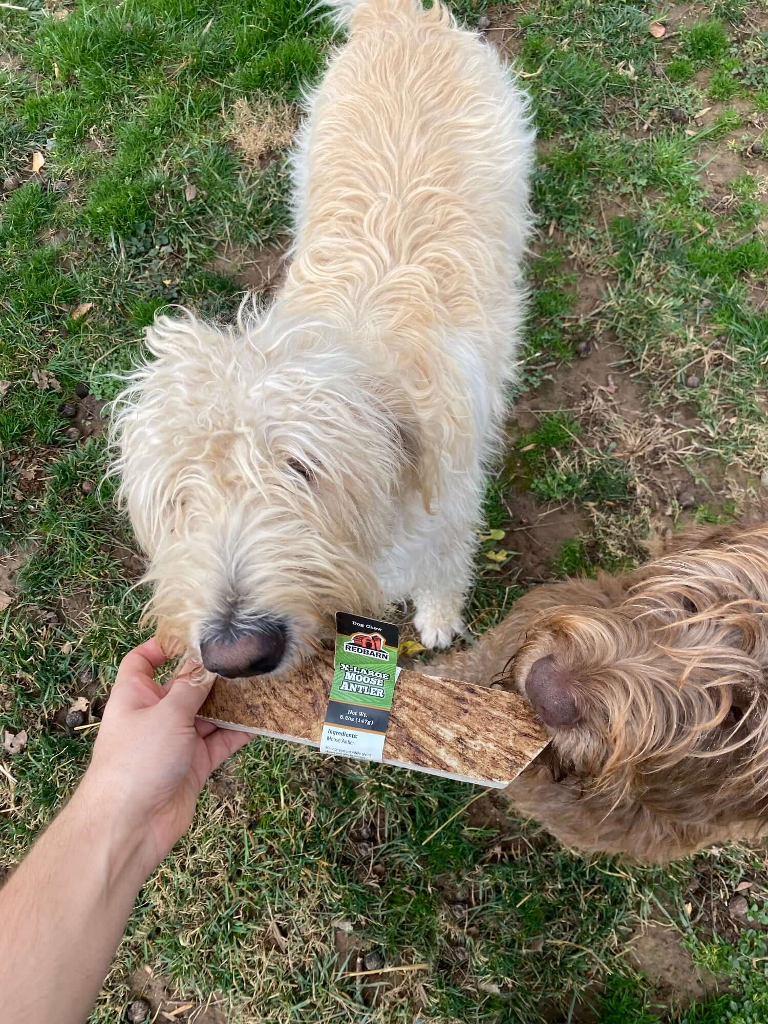 A dog eager to have the best Moose Antler