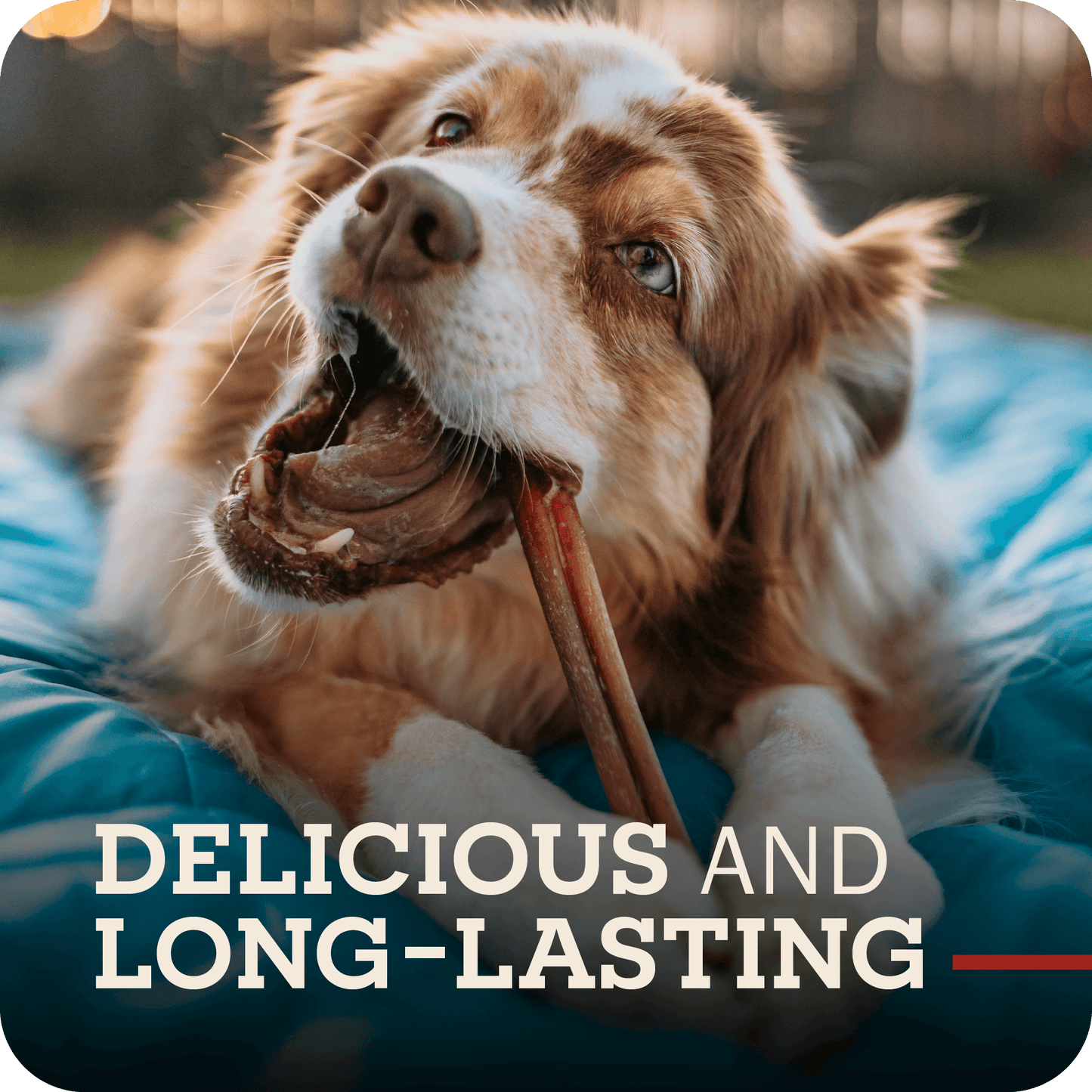 A happy dog chewing on a Redbarn Bully stick with the title, 'Delicious and long lasting.