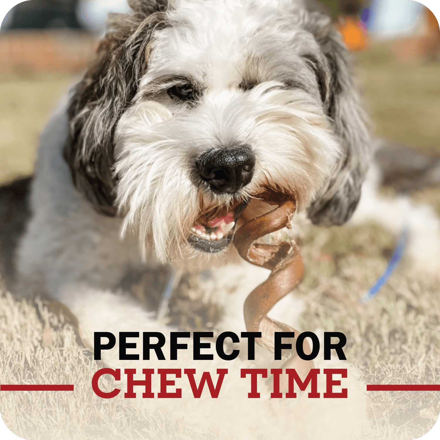 An image of a small breed dog enjoying their Redbarn Bully spring chew with a message that reads, 'Perfect for chew time.'