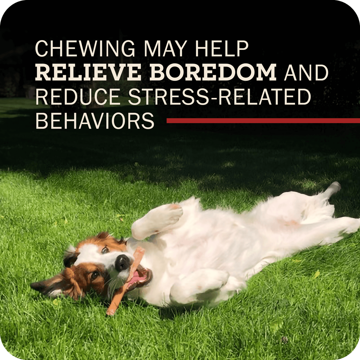 Image of a happy dog laying on their back with a Redbarn Bully stick in their mouth with the title that reads, 'Chewing may help relieve boredom and reduce stress-related behaviors.' 