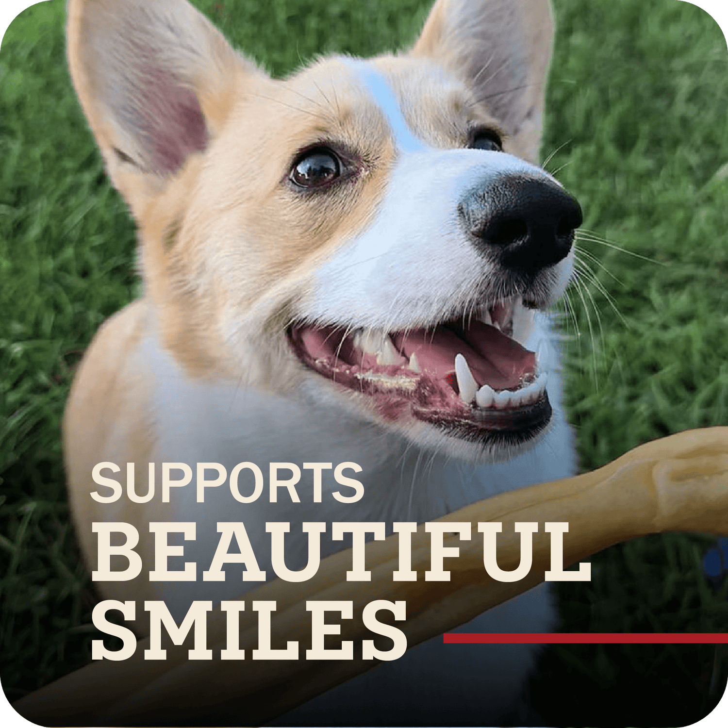 A happy dog with Redbarn Collagen stick in front of their mouth, with the title which reads, 'Supports beautiful smiles.'