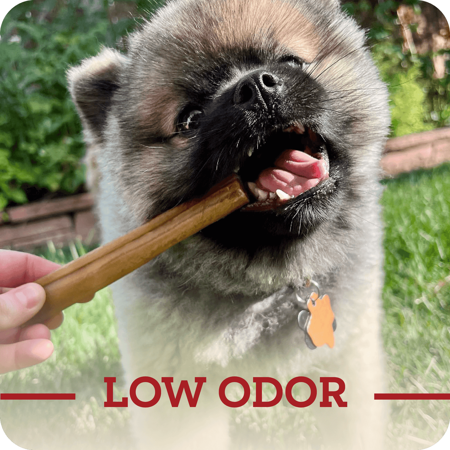 A happy small breed dog receiving their Redbarn Collagen Stick with a title in red with says, 'Low odor.'