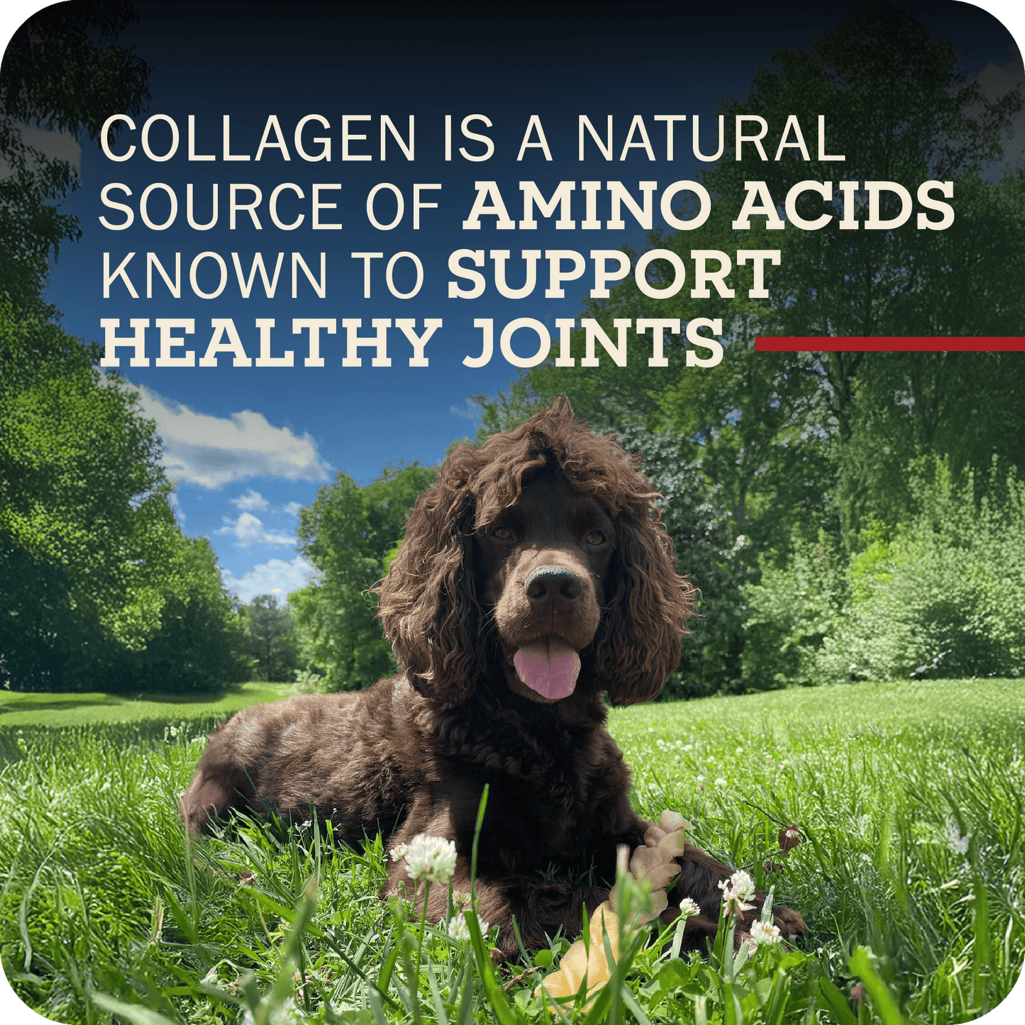 A brown dog sitting in a grass field with their Redbarn Collagen Braid on their paws. The title reads, 'Collagen is a natural source of amino acids known to support healthy joints.' 