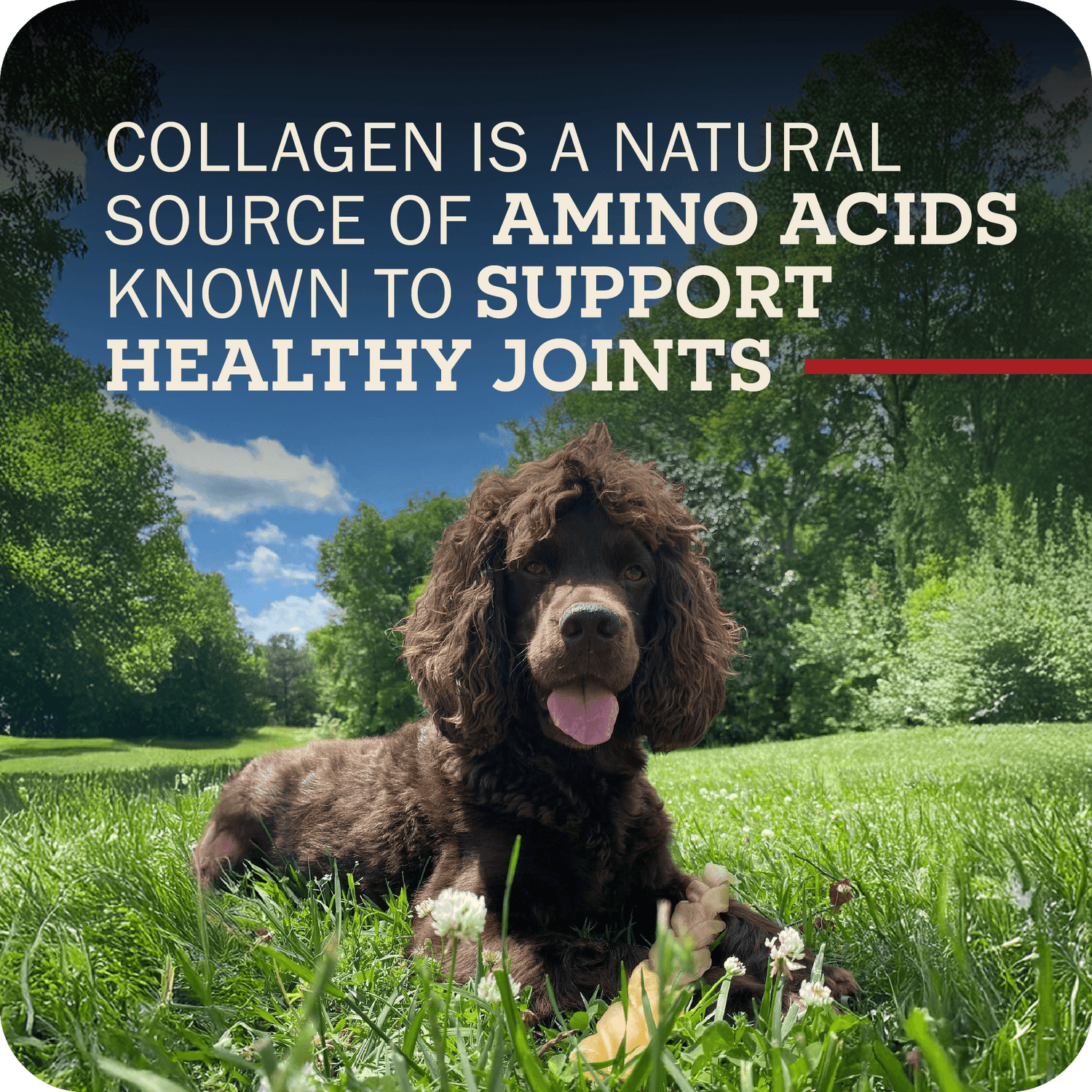 A brown dog sitting in a grass field with their Redbarn Collagen Braid on their paws. The title reads, 'Collagen is a natural source of amino acids known to support healthy joints.' 