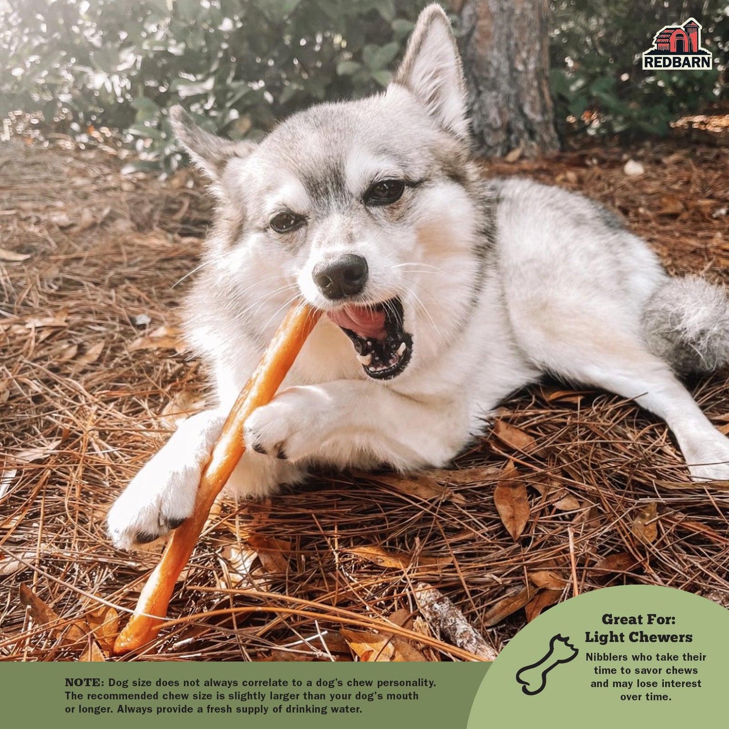 Dog with a Redbarn Collagen Stick