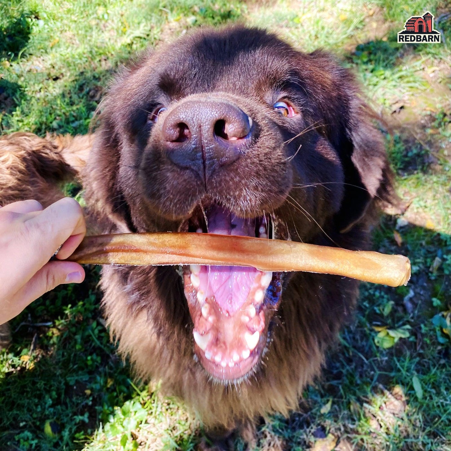 Dog with a Redbarn Collagen Stick